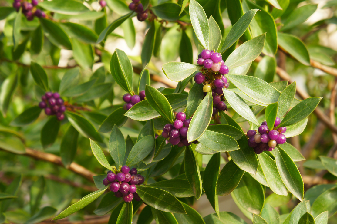 Purpurfarbene Beeren an immergrünem Seidelbast. Foto: AdobeStock_skymoon13