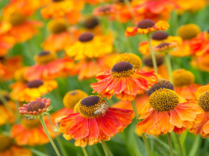 Sonnenbraut Helenium