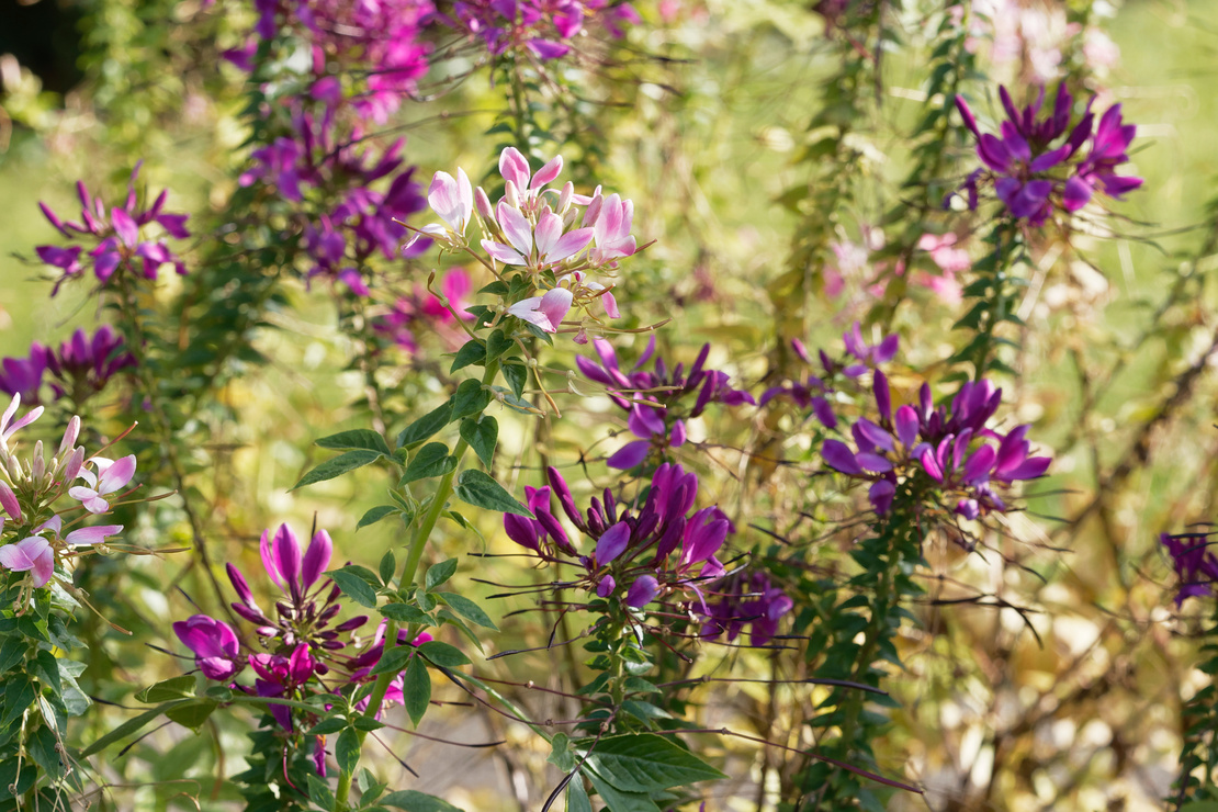Violett und rosablühende Spinnenblumen. Foto: AdobeStock_Marc