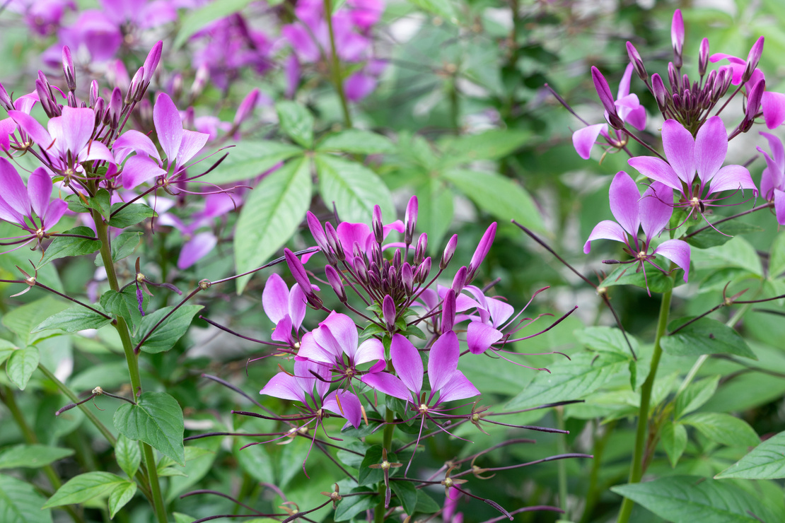 Purpurfarbene Blüte einer Spinnenblume. Foto: AdobeStock_Natalia Greeske