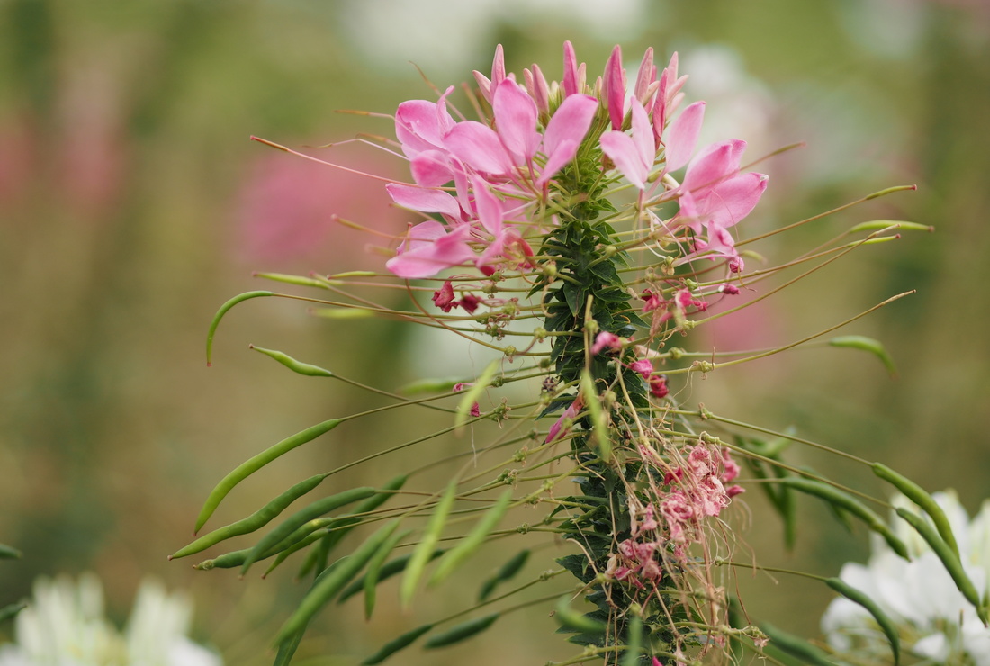 Rosablühende Spinnenblume. Foto: AdobeStock_pakn