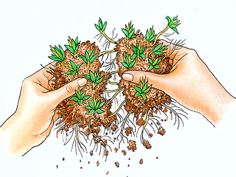 Stauden teilen macht Spaß und bringt Vorteile GartenFlora