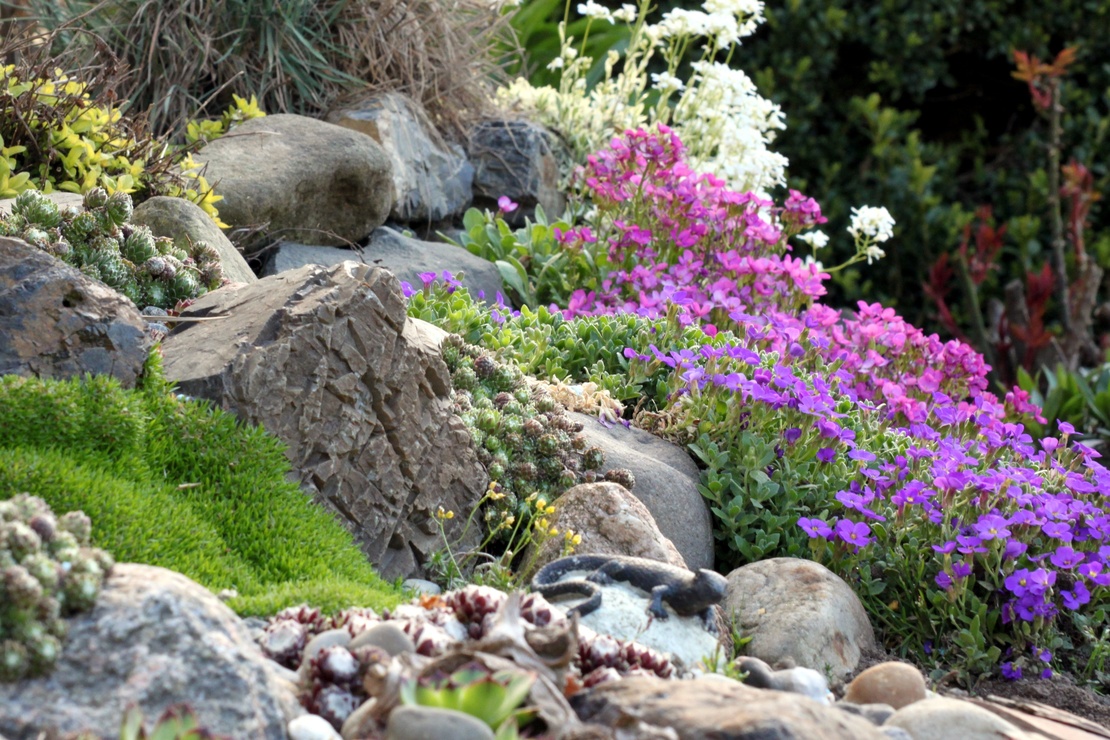 Ein bunt blühender Steingarten (Blaukissen, Sedum u.a.) Foto: AdobeStock_Osterland