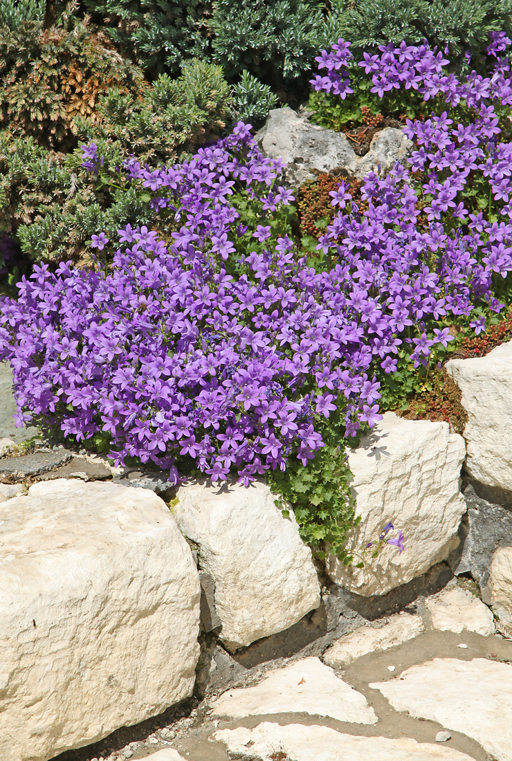 Polsterglockenblume mit violettfarbenen Blüten auf einer Natursteinkante. Foto: AdobeStock_hcast