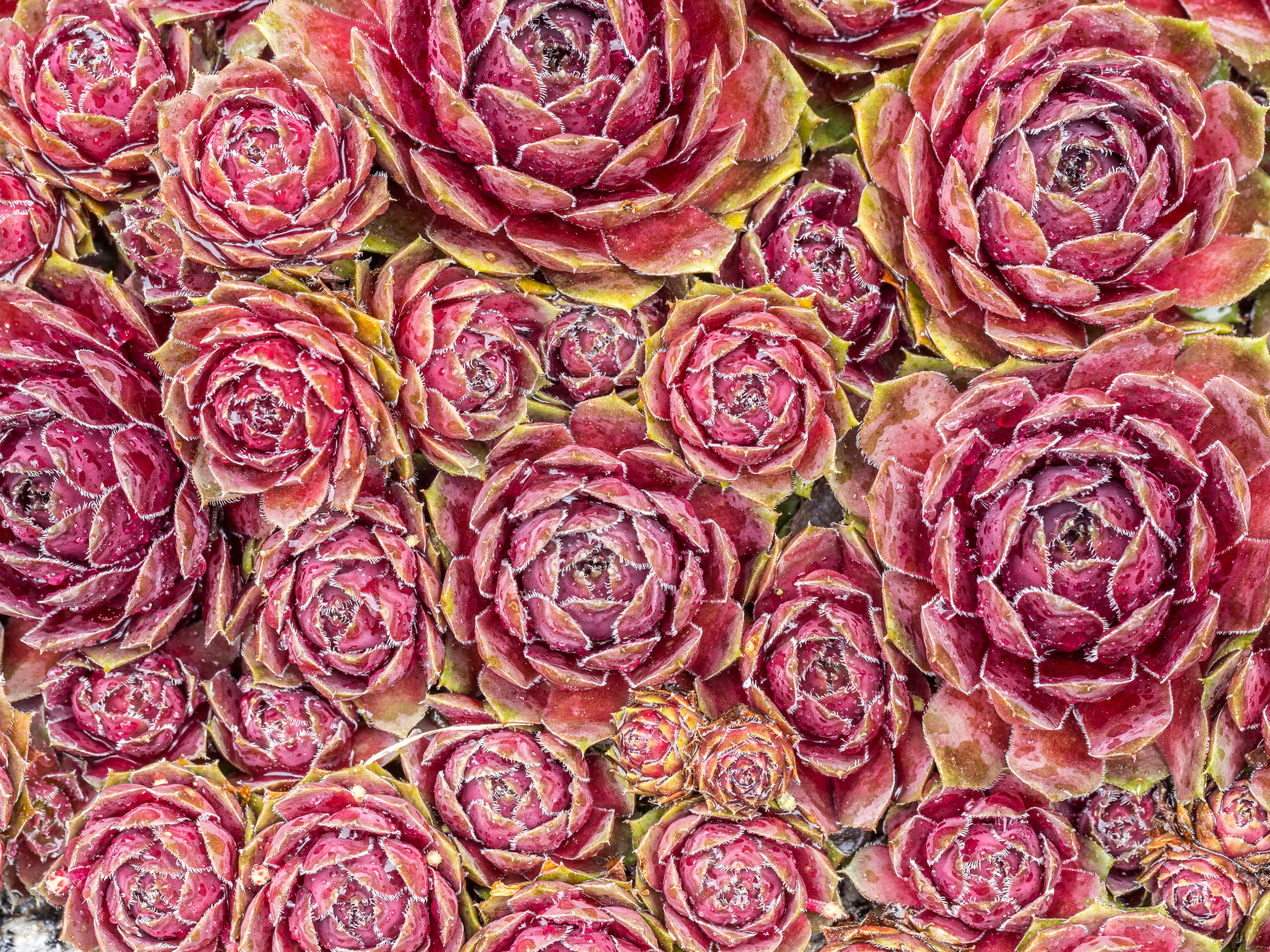 Die Steinrose Das „Sempervivum Fieber“ GartenFlora