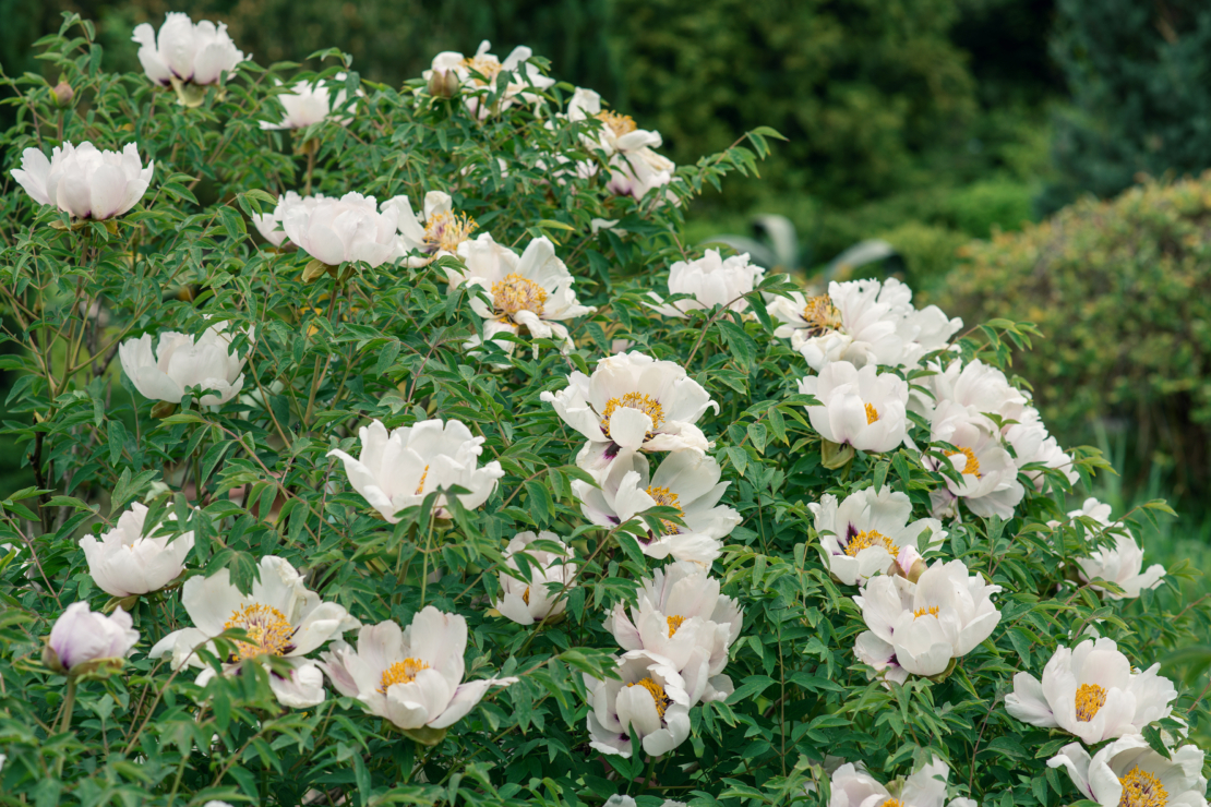 Wenn Sie diese Pfingstrose pflanzen punktet die Strauchpfingstrose (Paeonia suffruticosa) mit einer Vielzahl einfacher Blüten.