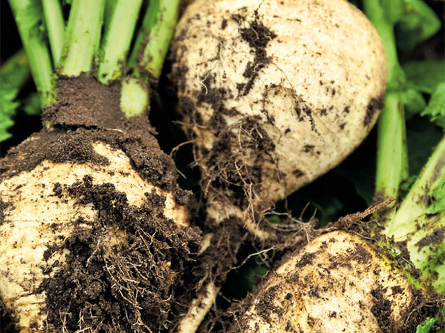 Teltower Rübchen: Gemüseart auf sandigem Boden | GartenFlora