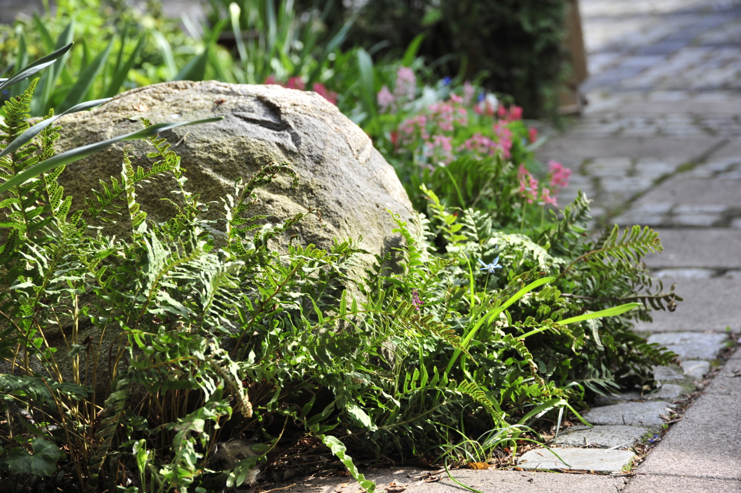Farn im Garten Pflegeleichter Schmuck für Problemzonen GartenFlora