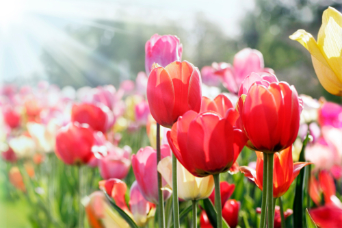 Tulpen im Frühling auf einer Wiese Foto: AdobeStock_Bittedankeschön