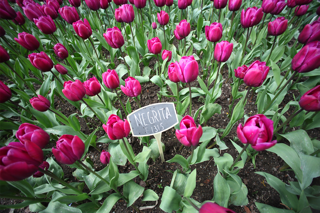 Negrita Tulpen im Frühling Foto: AdobeStock_Leonardo Corbucci Z