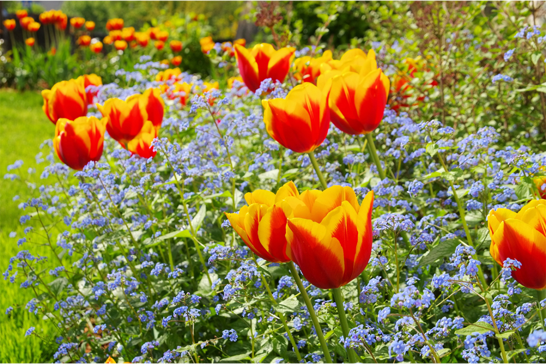 Tulpen im Frühling neben Vergissmeinnicht Foto: AdobeStock_LianeM