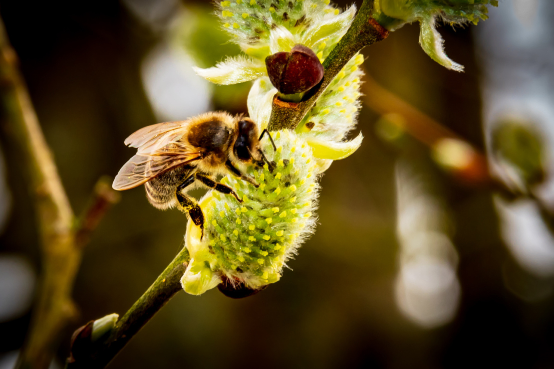 Eine Biene sitzt auf einem gelblichen Weidenkätzchen. Foto: AdobeStock_Copula