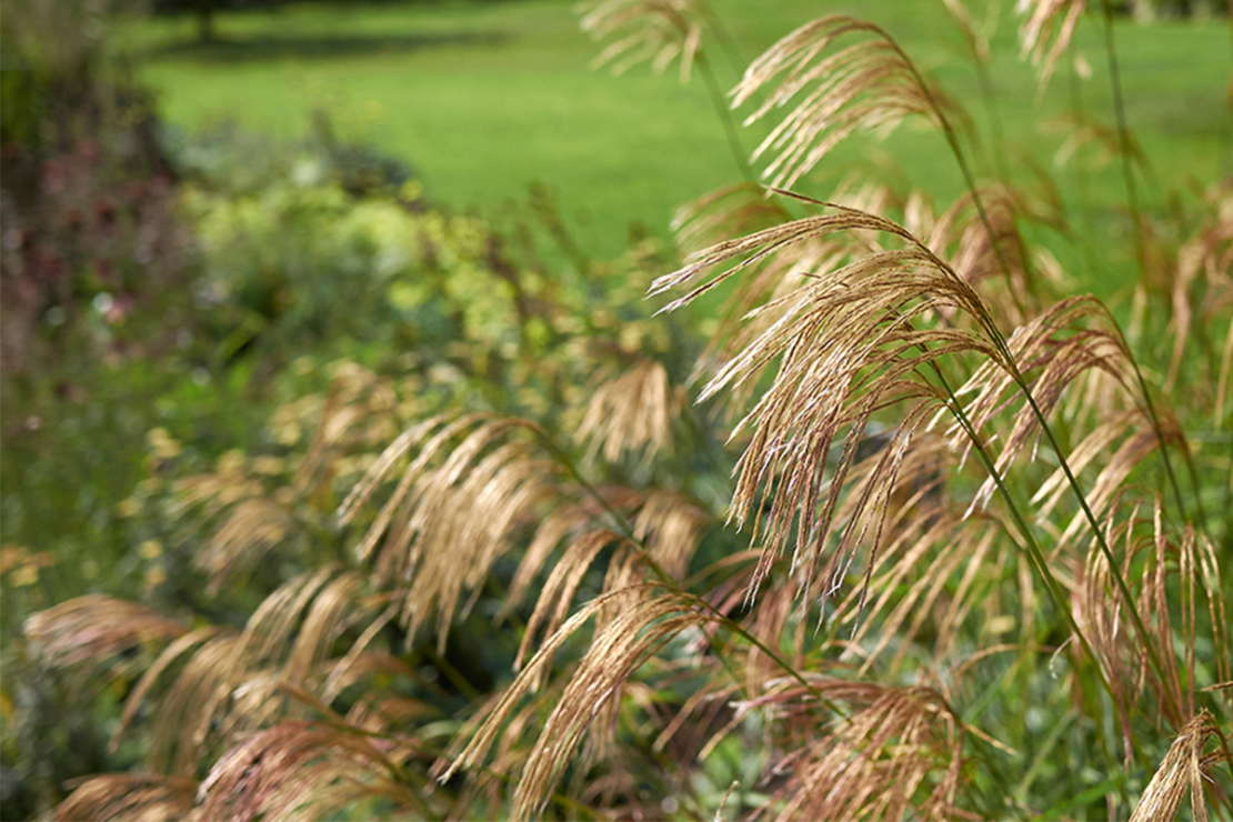 Pampasgras schneiden Bitte nur im Frühjahr GartenFlora