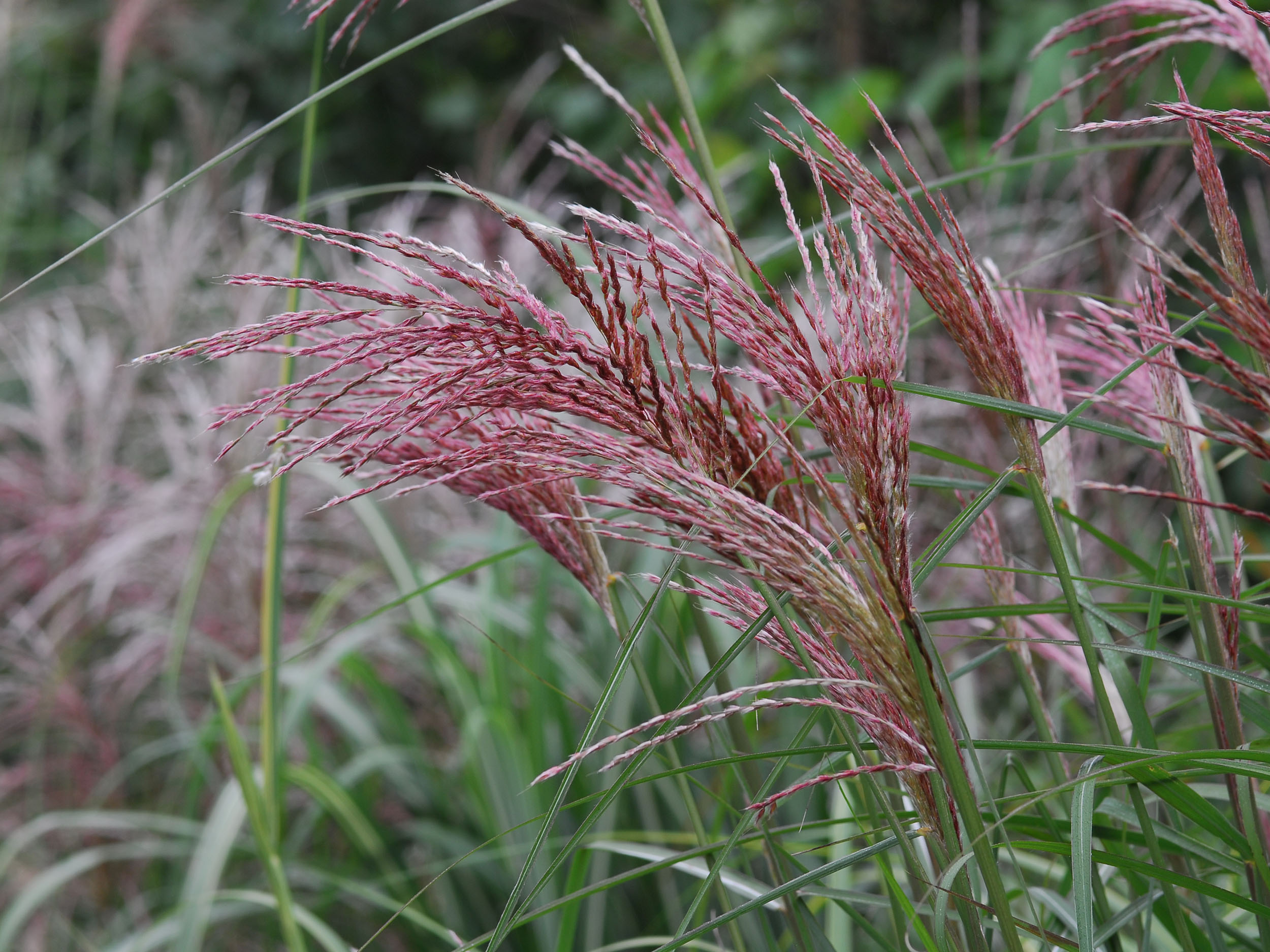 Ziergräser grazile Vielfalt und anmutige Staudenpartner GartenFlora