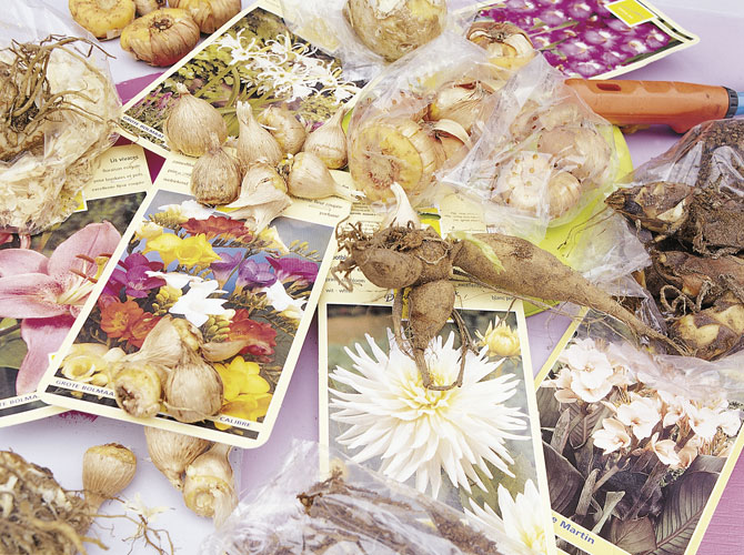 Kleine Pflanzenkunde Zwiebelpflanzen und Knollenpflanzen GartenFlora