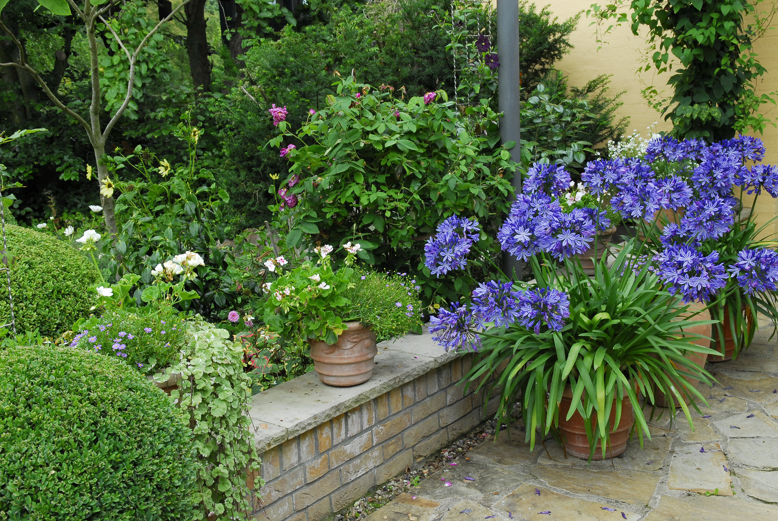Außergewöhnliche Kübelpflanzen so klappt’s GartenFlora