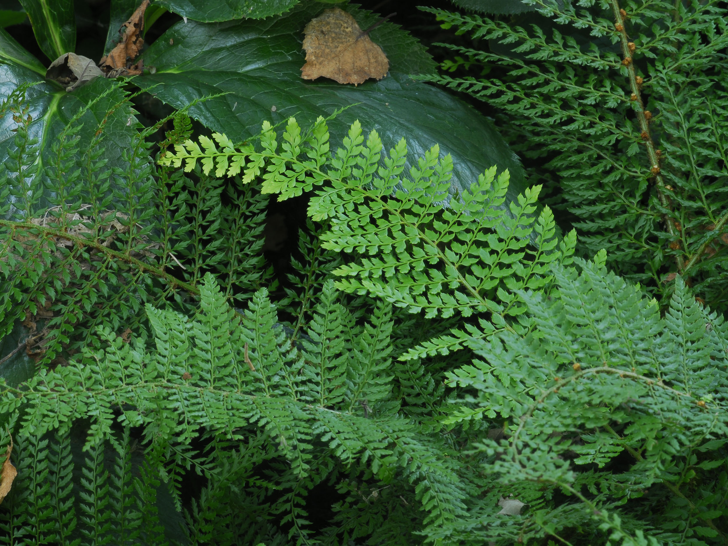 Farn Im Garten Pflegeleichter Schmuck Fur Problemzonen Gartenflora