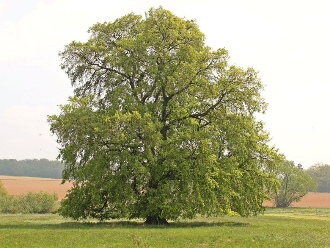 Eine große Flatter-Ulme auf einem Feld