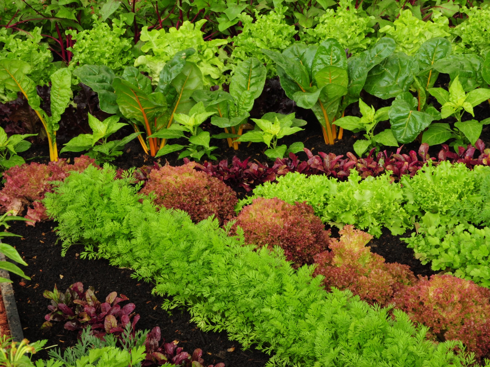 30+ inspirierend Fotos Gemüse Pflanzen Wann : Gemusepflanzen Gartnerei