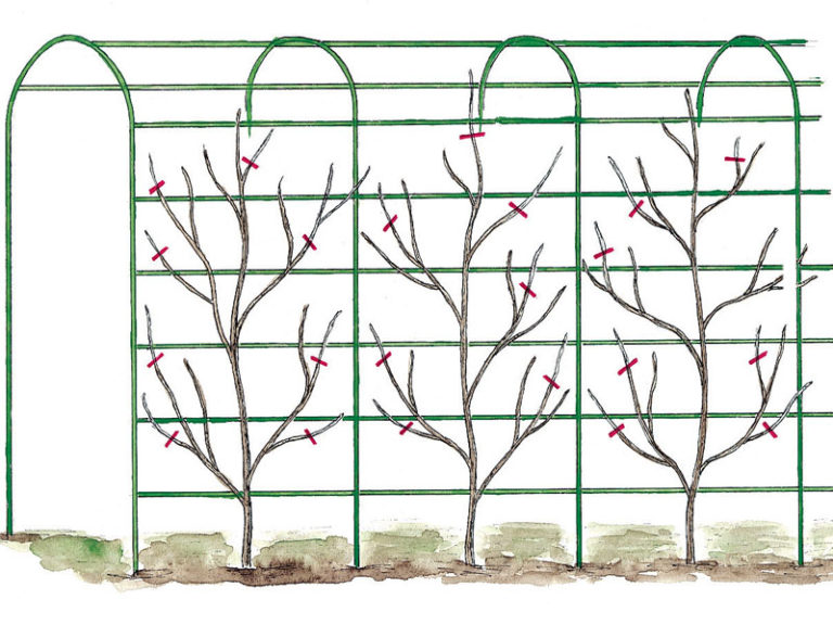 Goldregen Tipps zu Standort, Pflege und Arten GartenFlora