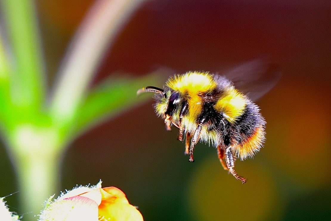 Hummel im Anflug auf Blüte