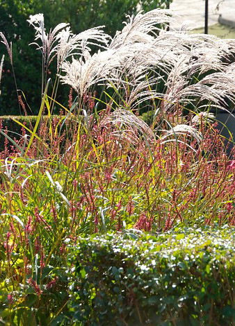 Miscanthus sinensis 'Ferner Osten'