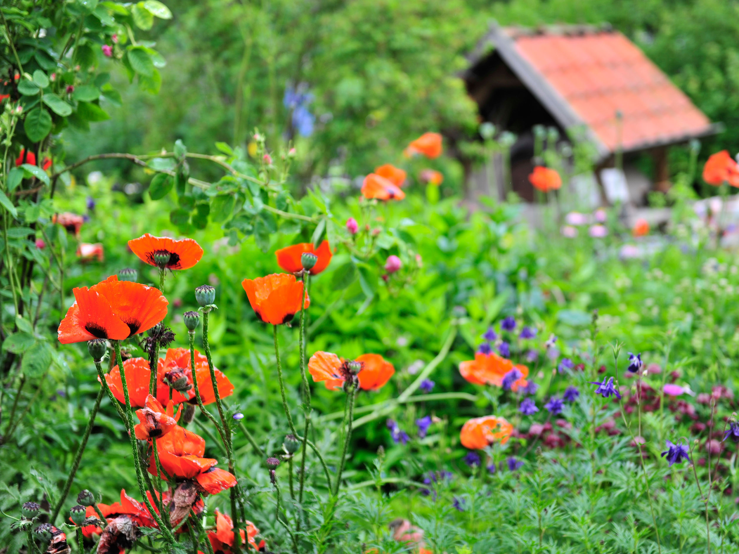 Garten Im Winter Planen Gartenflora