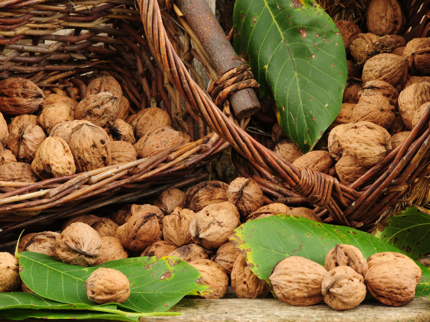 Nüsse Das Superfood GartenFlora