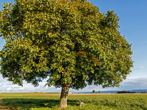 Nusse Das Superfood Gartenflora