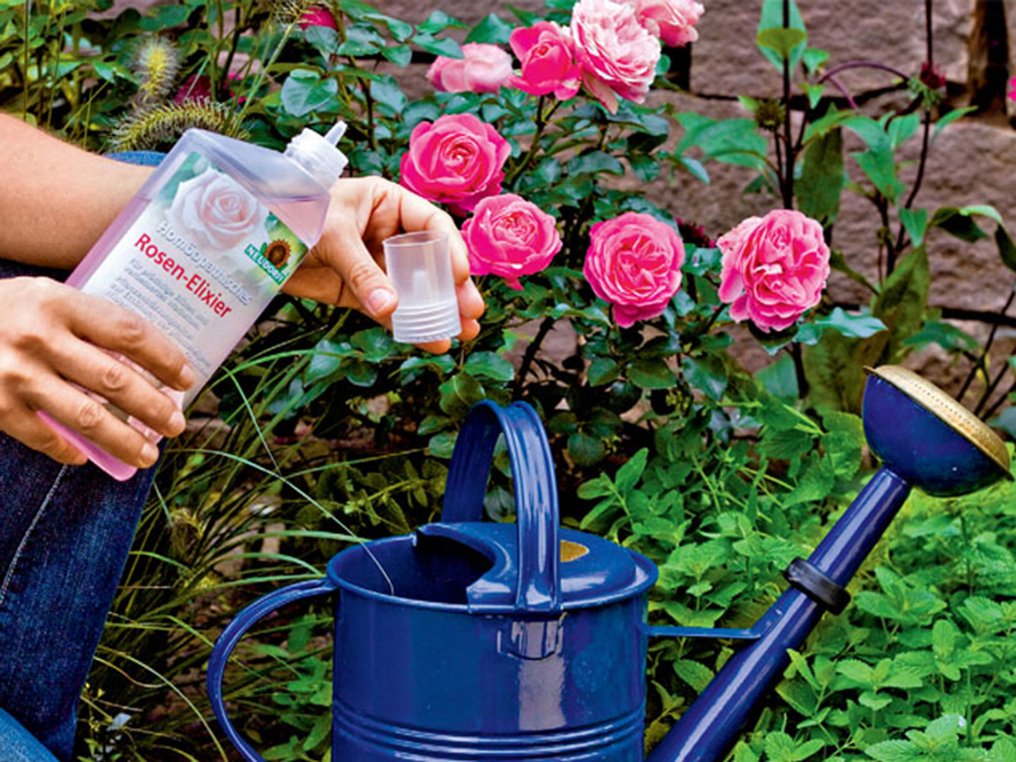 Wissenswertes über Pflanzenstärkungsmittel GartenFlora