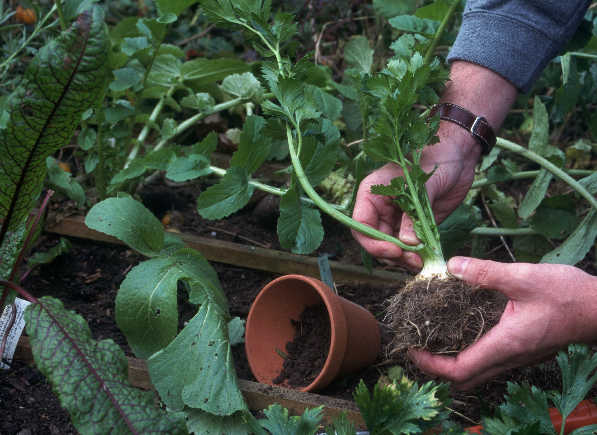 Sellerie Das Unterschatzte Gemuse Gartenflora