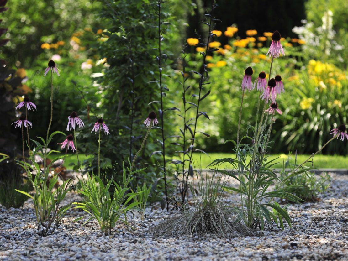 Der Kiesgarten ideal bei Sonne und Sandboden GartenFlora