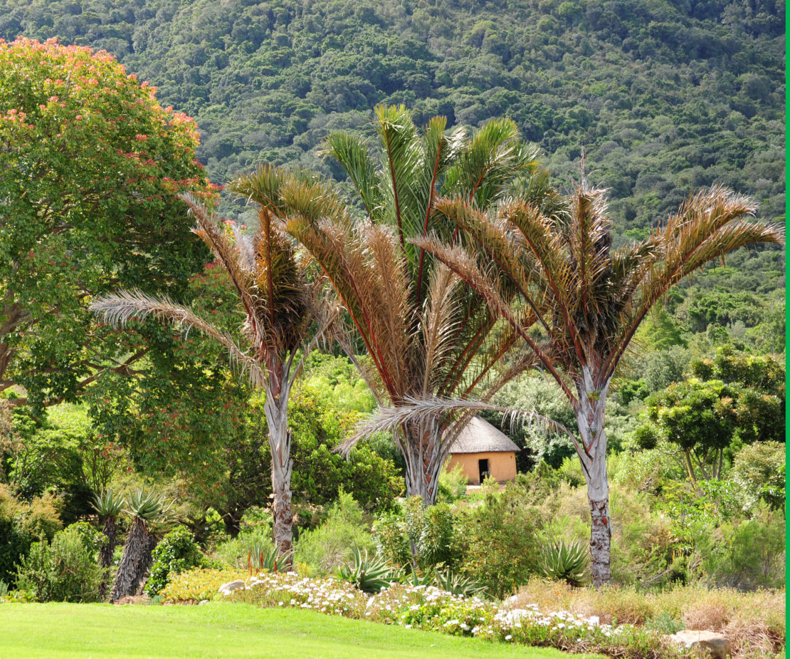 Palmen in Suedafrika