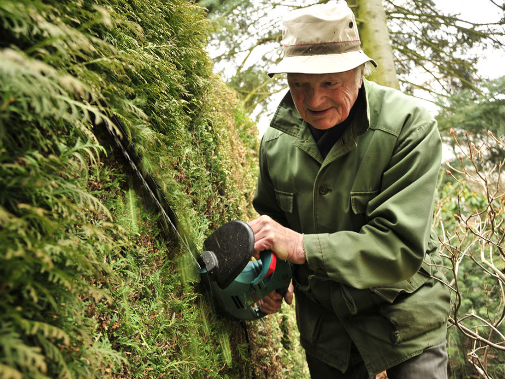 Dr. Konrad Näser schhneidet eine Thuja Hecke