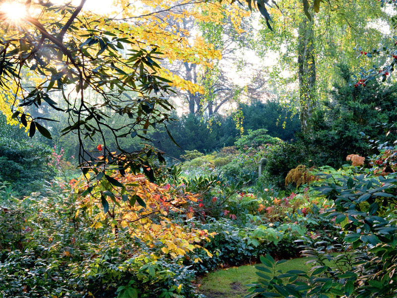 Waldgarten mit Sonnenstrahlen