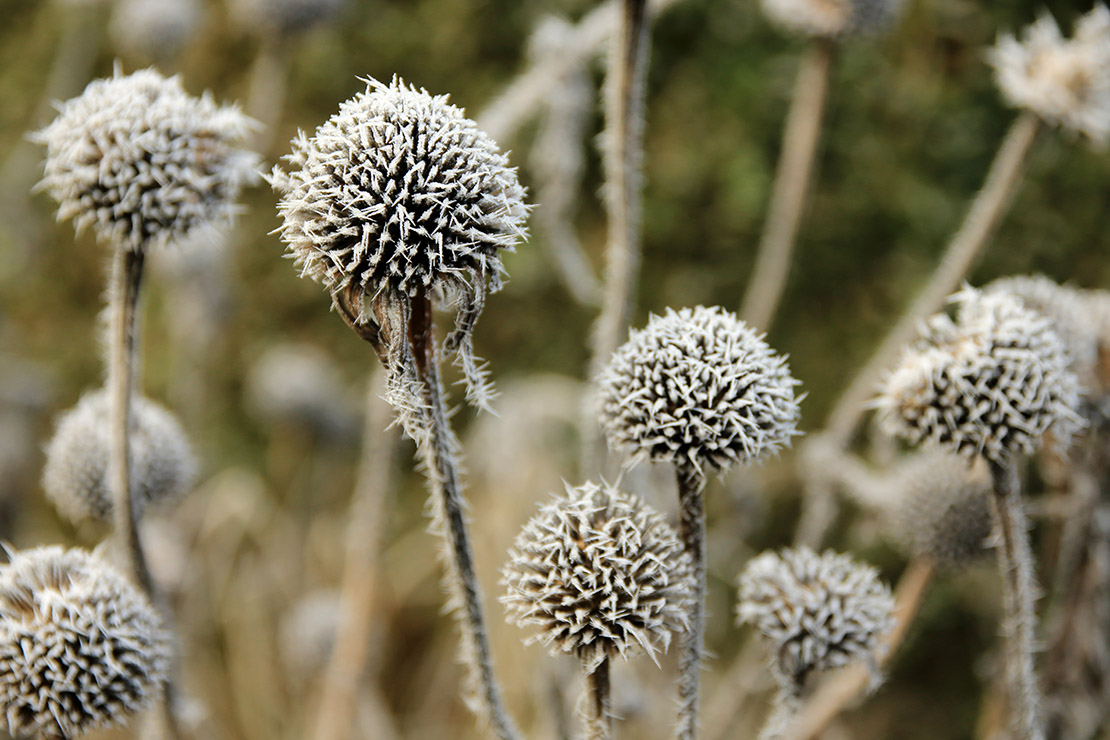 Raureif auf Sonnenhut. Foto: AdobeStock_Eileen Kumpf