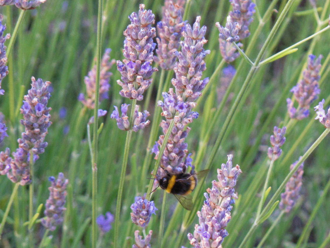 Stauden für Bienen Lavendel