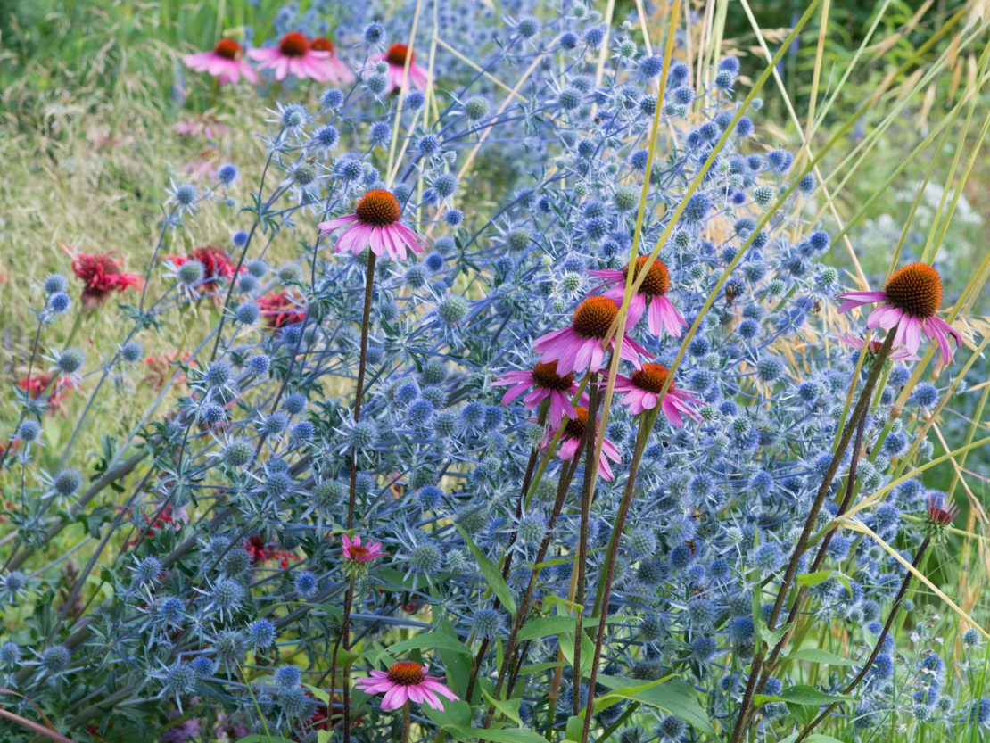 Stauden für Bienen und Schmetterlinge GartenFlora
