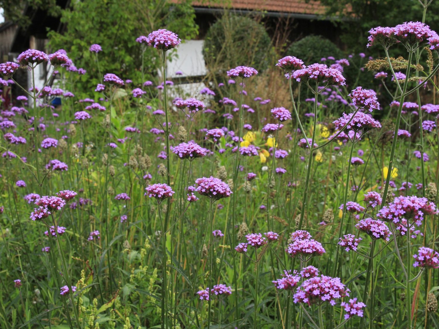 Patagonisches Eisenkraut – Auswahl und Verwendung | GartenFlora