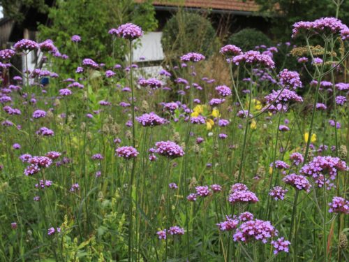 Verbena bonariensis in einer wiesenhaften Pflanzung
