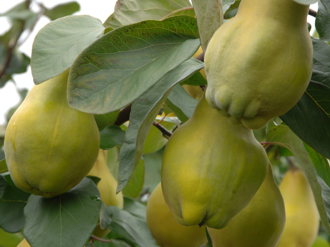 Ein Quittenbaum ideal für Delikatessen aus dem Garten GartenFlora