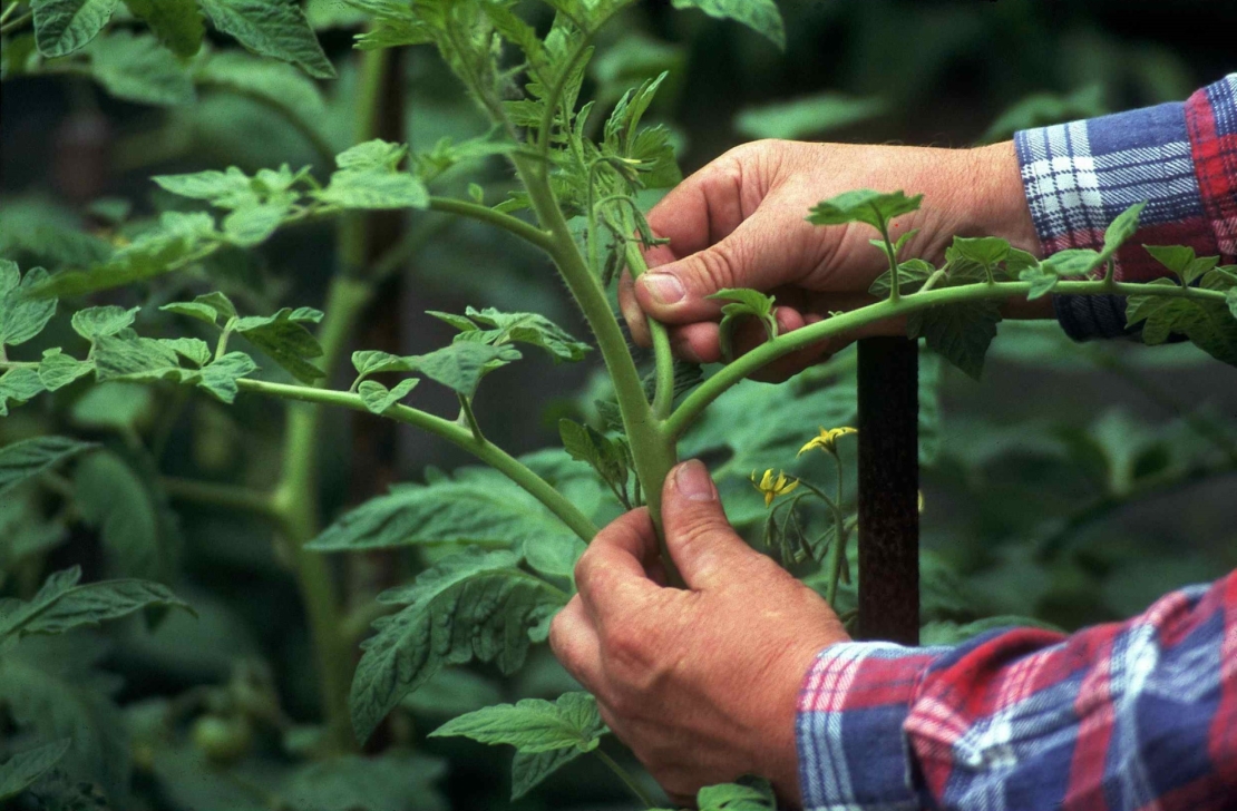 Geiztrieb bei einer Tomate wird ausgebrochen