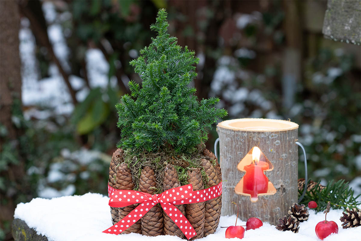 Weihnachtsbaum im Zapfen-Topf Foto: AdobeStock_Natalia Greeske