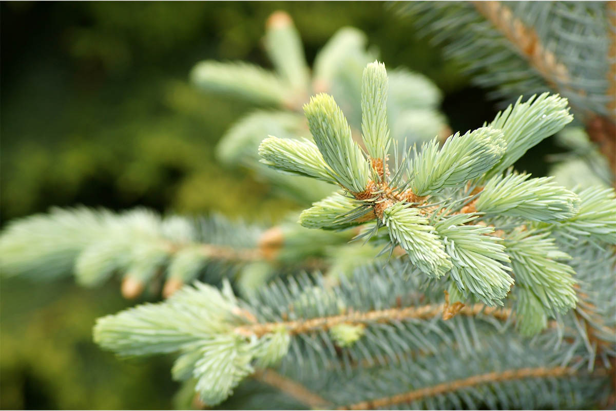 Weihnachtsbaum im Topf Foto: AdobeStock_zeralein