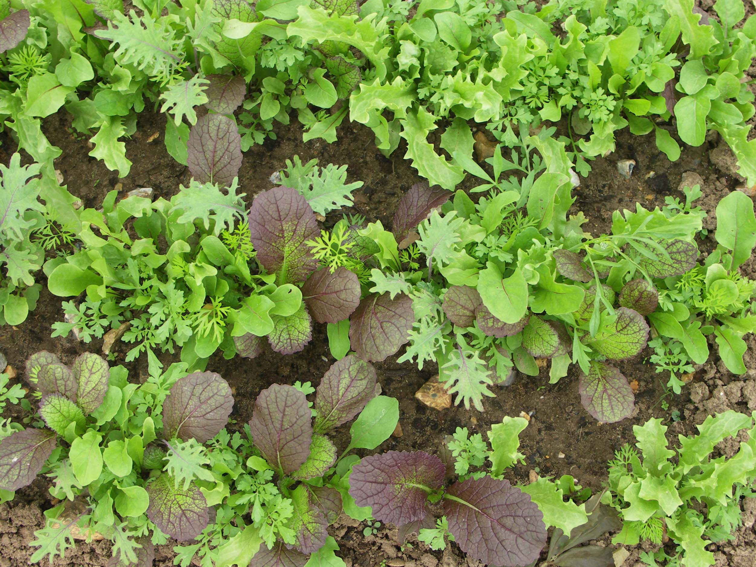 AsiaSalate für Balkon und Garten leckere Vielfalt GartenFlora