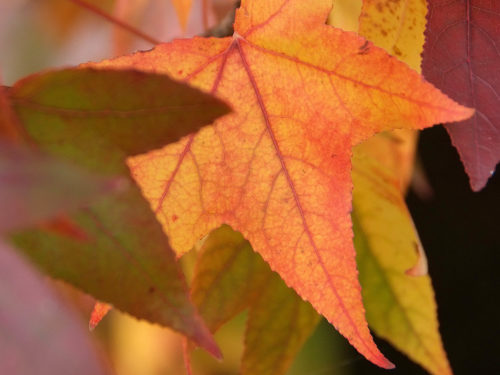 im Herbstlicht leuchtendes Blatt des Amberbaumes
