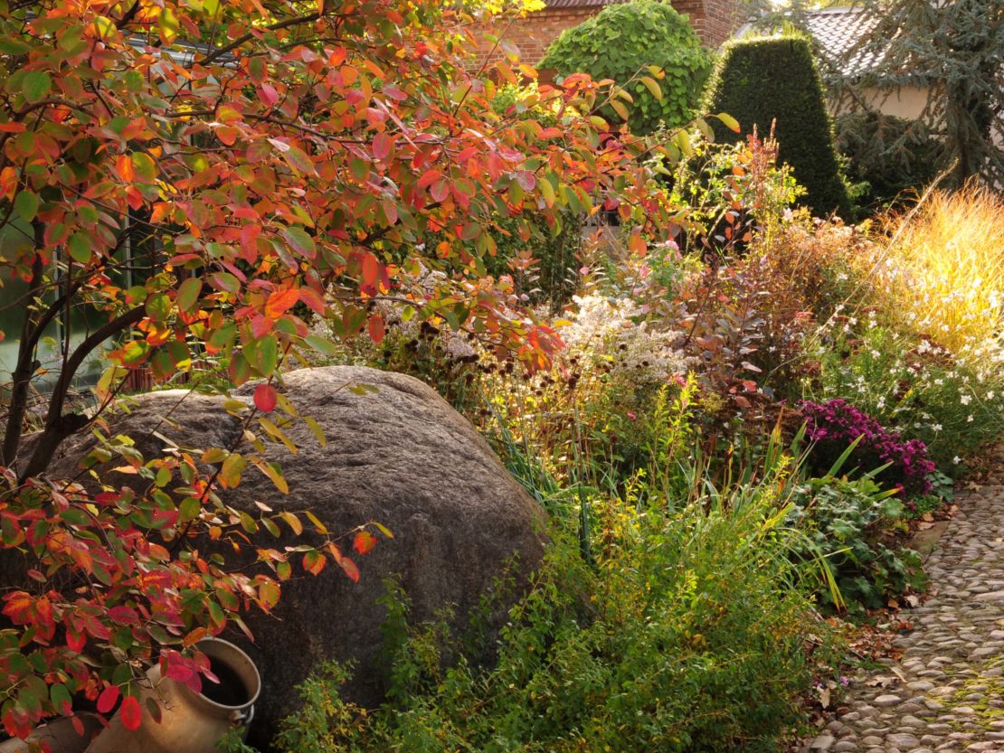Eine Felsenbirne mit leuchtend roten Blätter am Rande eines Gartenweges