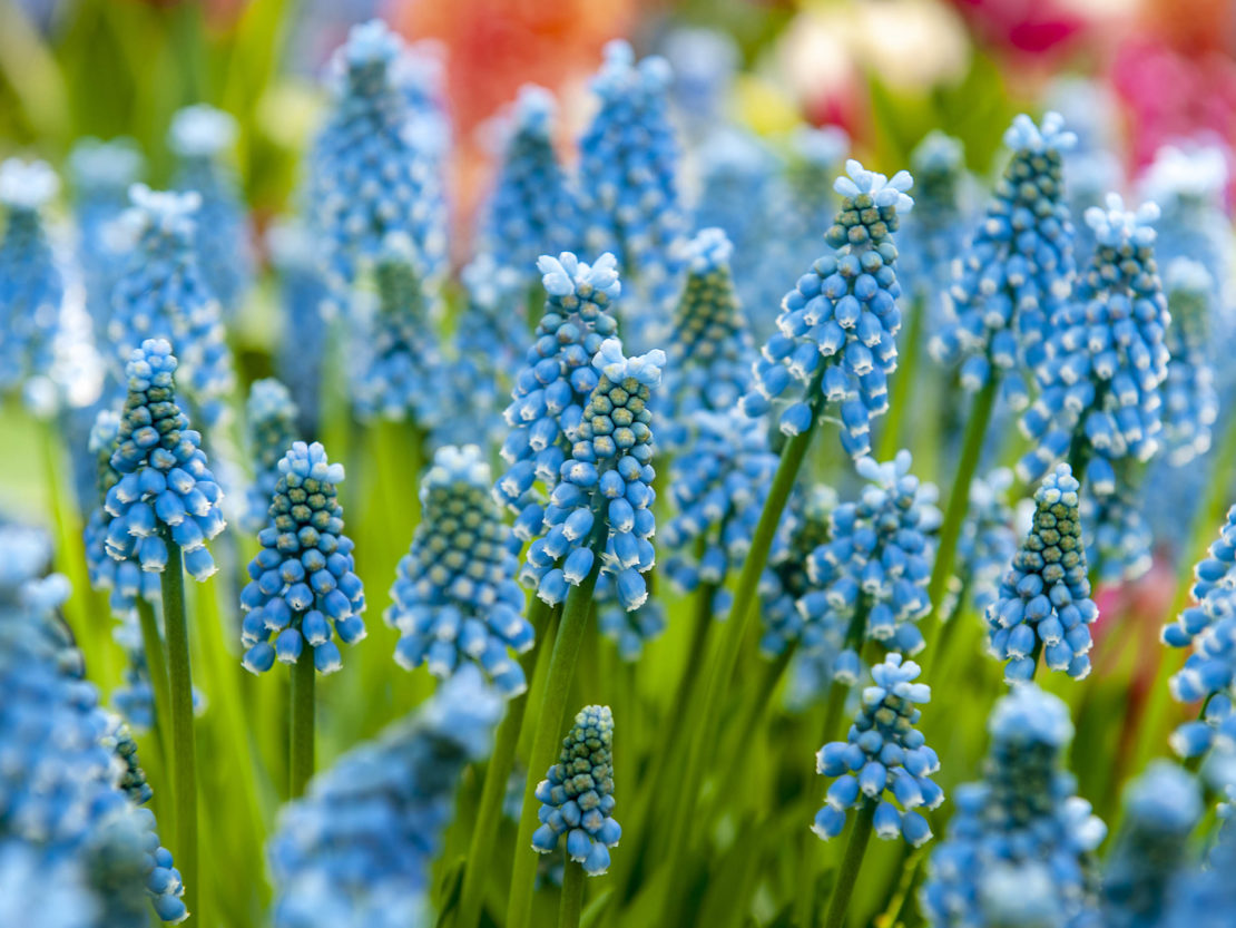 Die Blumenzwiebel des Jahres 2019 mit intensiv blauen Blüten