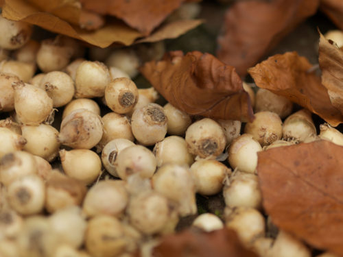 Zwiebeln der Traubenhyazinthe liegen pflanzbereit im Garten.