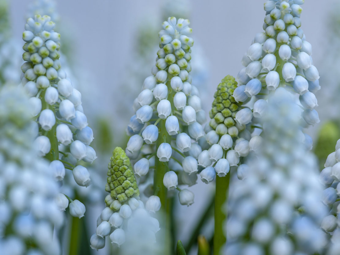 Die Blütenstände der Blumenzwiebel des Jahres 2019 bestehen aus unzähligen kleinen Einzelblüten